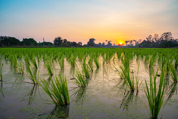 Rice sprouts plant growth in rice field with sunrise in the morning. Countryside of Thailand.