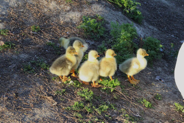Baby white goose eating in a meadow