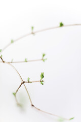 Dried flowers on white background