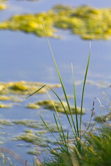 Serenity at the Local Pond