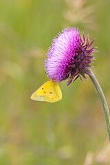 Clouded Sulphur Butterfly Hanging On