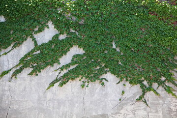 Green ivy creeper climbing a decaying concrete wall