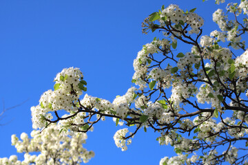 Close-up of the flowers of a fruit tree