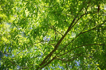 Curious Sparrow on a Tree