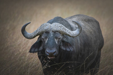Close-up van een Afrikaanse buffel in het Maasai Mara National Reserve, Kenia, Tanzania
