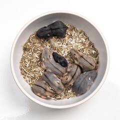 11 Days old baby hamsters. Top view in bowl on white background.