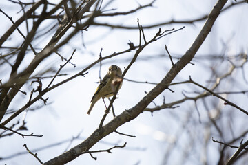 Curious Ruby-Crowned Kinglet