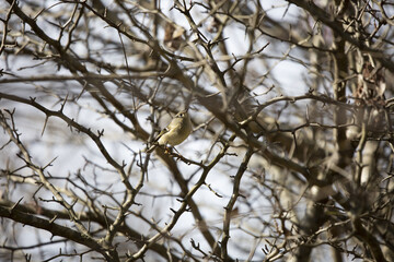 Curious Ruby-Crowned Kinglet