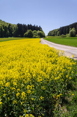Rapsfeld im Frühling mit Feldweg am Rand