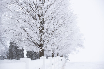snow covered tree