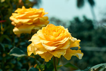 Pair of beautiful yellow-orange rose flowers at a garden in West Bengal.