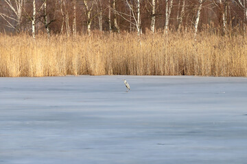 WROCLAW, POLAND - FEBRUARY 22, 2021: Frozen lake landscape with bird. The Milicz Ponds (Polish:...