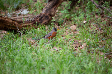American Robin Foraging for Food