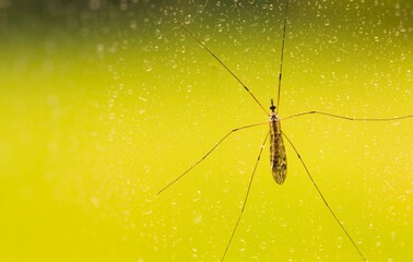 Insekt am Fenster mit Regenperlen