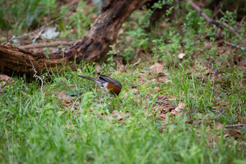 American Robin Foraging for Food