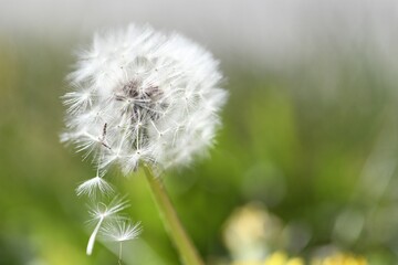 Pusteblume