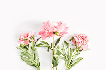 Obraz na płótnie Canvas summer floral. minimalistic bouquet of pink peonies on a white background. flat lay, top view