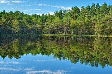 Silent forest lake
