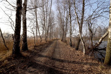 WROCLAW, POLAND - FEBRUARY 22, 2021: Dirt road among the trees. The Milicz Ponds (Polish: Stawy...