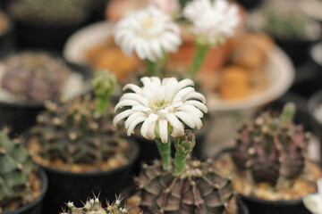 Close up beautiful white flower Of cactus. Cactus flowers blooming.