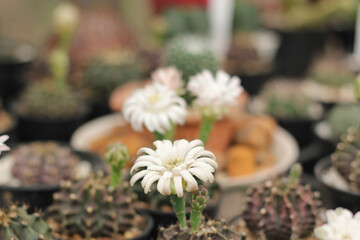 Close up beautiful white flower Of cactus. Cactus flowers blooming.