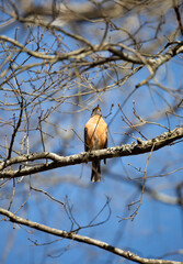 Curious American Robin