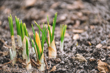 
A yellow crocus grows outside in the garden. Blooming spring flowers. Selective focus.