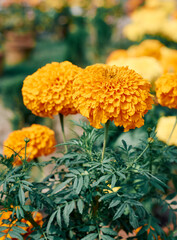 Bouquet of beautiful yellow-orange marigold flowers (Tagetes erecta, Mexican marigold, Aztec marigold, African marigold) in garden. Shot during a horticulture flower show in Kolkata.