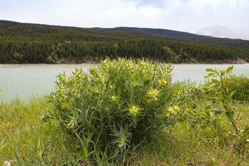 Yellow wildflowers cluster with mountain background