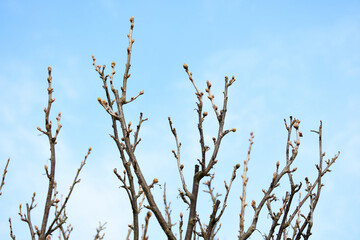Currant branches.
Beautiful green spring abstract nature background. Bushes after winter. Family of small deciduous shrubs