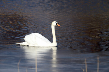 WROCLAW, POLAND - FEBRUARY 22, 2021: Mute swan on a frozen lake. The Milicz Ponds (Polish: Stawy...