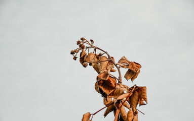 Dry branches of blackberries in the garden on a white background. Blackberry leaves and fruits under the snow. Blackberry bush after winter. Collecting berries. Healthy food for vegans.