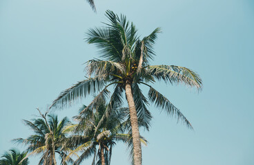 Low angle shot of coconut palm trees (Cocos nucifera) against background of clear blue sky in West Bengal, India.