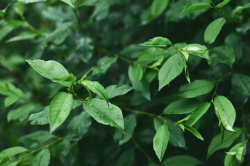 beautiful green spring cherry branches on a blurred background. summer garden, close-up