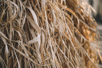 Dry grass close up. Hay. Natural background.