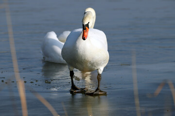 WROCLAW, POLAND - FEBRUARY 22, 2021: Mute swan on a frozen lake. The Milicz Ponds (Polish: Stawy Milickie). Nature Reserve in Barycz Valley Landscape Park, Poland, Europe. - obrazy, fototapety, plakaty