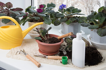 Flowers replanting. Houseplant care and home gardening. Flowerpots, fertilizer, plant sprout, soil pile, rake and shovel on windowsill.