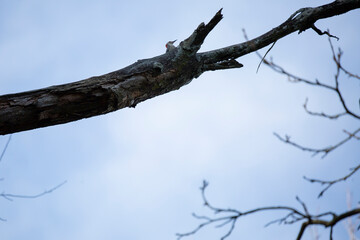 Red-Bellied Woodpecker