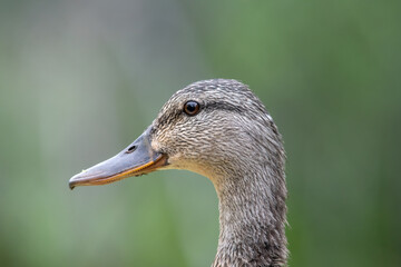 Close-up profile view of a female Mallard's face, with a green background. Specks of vegetation from the lake can be seen on her beak. 