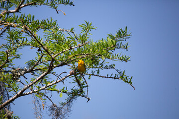 Prothonotary Warbler