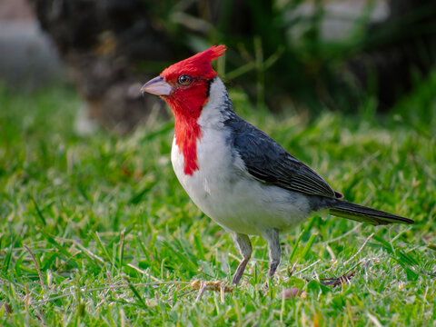 A colorful bird called Red Crested Cardinal or Brazilian Cardinal standing over grass, outdoors