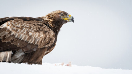 Golden eagle (Aquila chrysaetos) portrait with negative space