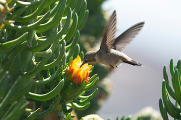 Colibri