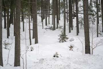 Winter forest landscape. Trees in the snow.