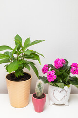 Different potted plants on the shelf against white wall