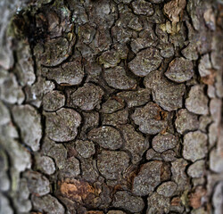 Tree bark background. Brown streaked.
