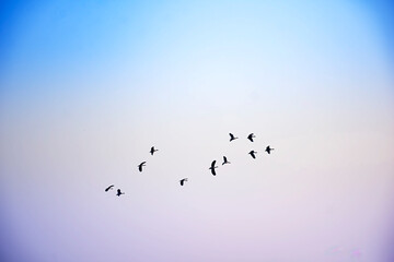 Birds flying in flocks freely in the blue sky in group in early morning.