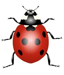 Coccinelle en 3D sur un fond blanc