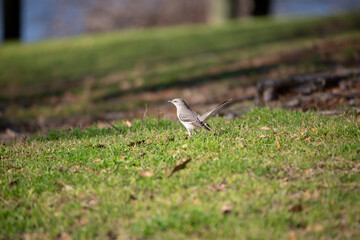Northern Mockingbird Looking Around