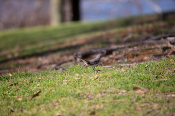 Northern Mockingbird Strutting